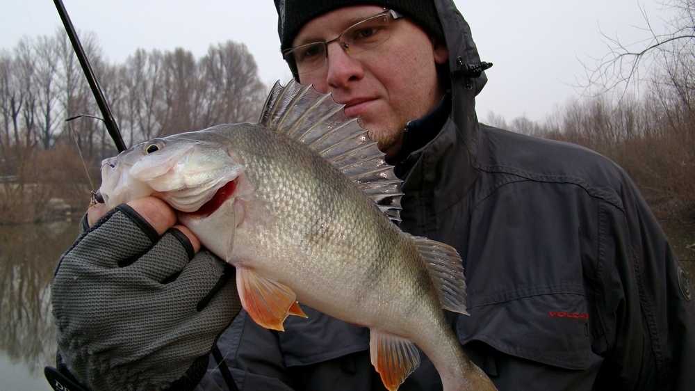 zimowy spinning okonie